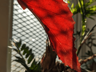 Glittering Leaf- Love a Child