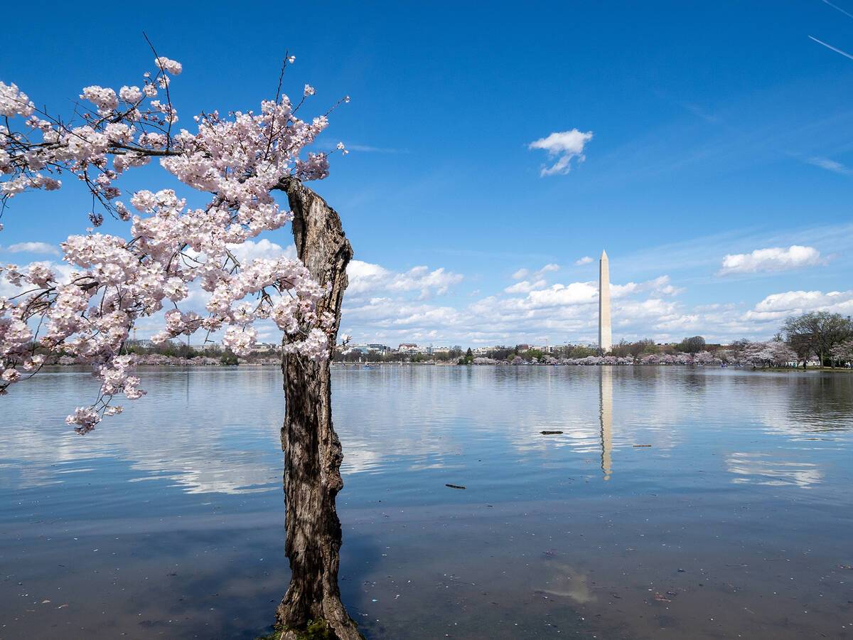 New Life from a Stump (Holy Hope)